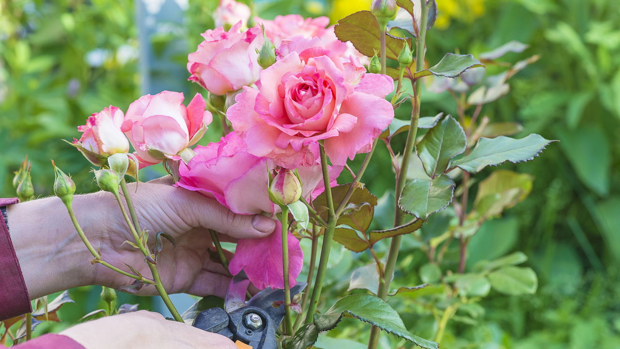 Essa técnica deixa suas flores maiores e por mais tempo