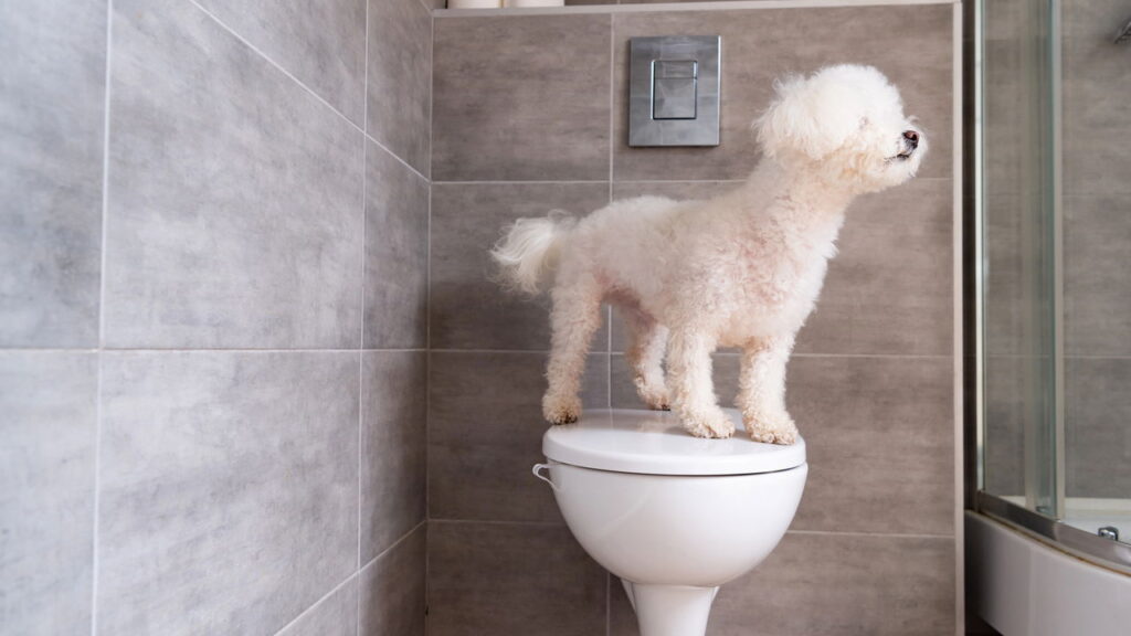 Revestimentos cerâmicos que deixam o mármore no chinelo