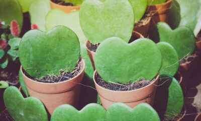 Você conhece a Hoya Kerrii? A planta que esconde segredos em suas folhas!