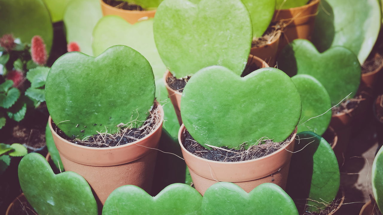 Você conhece a Hoya Kerrii? A planta que esconde segredos em suas folhas!