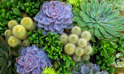 SOS suculentas! como proteger suas plantas do frio e da umidade no inverno