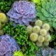 SOS suculentas! como proteger suas plantas do frio e da umidade no inverno
