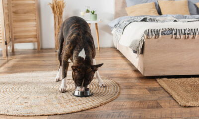 Os tapetes Wayfair mais buscados para decorar sua casa