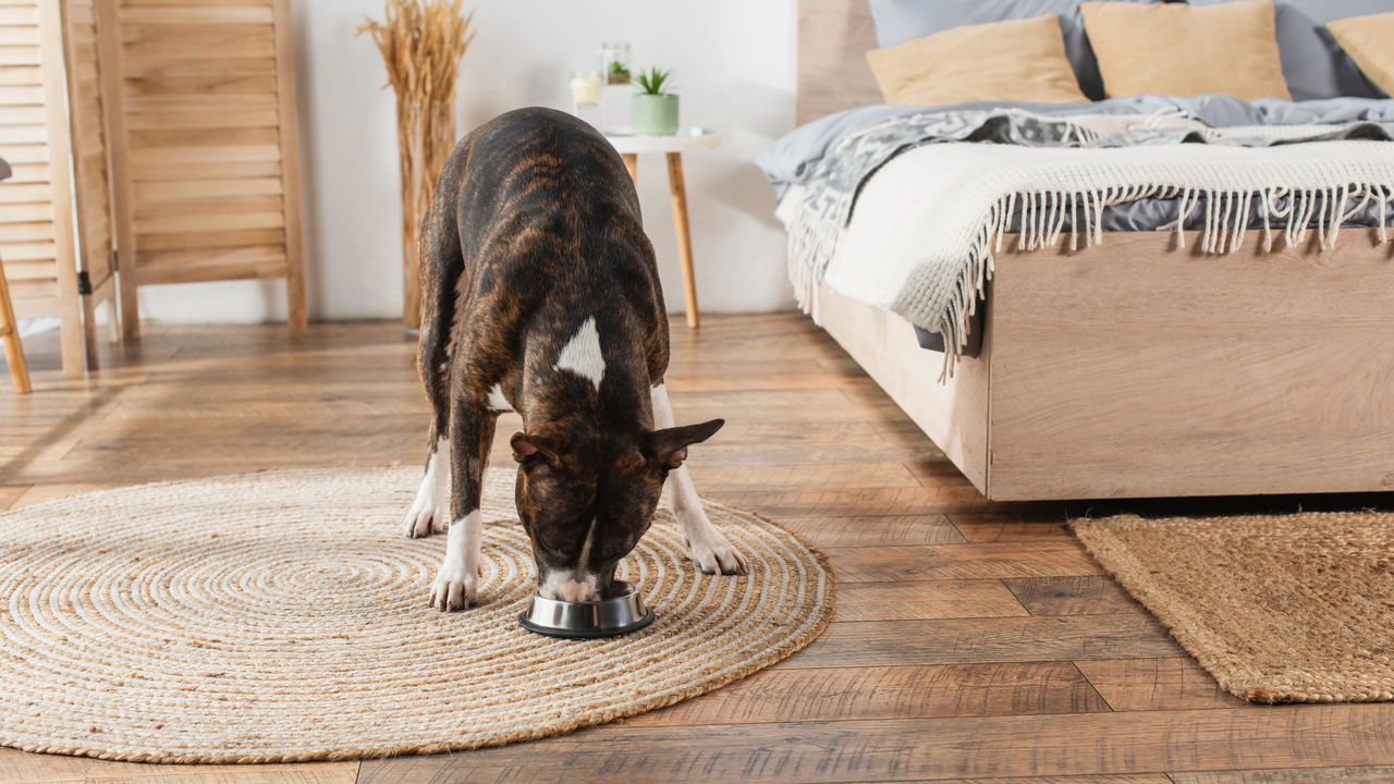 Os tapetes Wayfair mais buscados para decorar sua casa