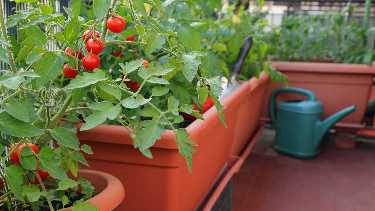 Tomate em vaso! O segredo para colher frutos frescos em varandas e apartamentos!