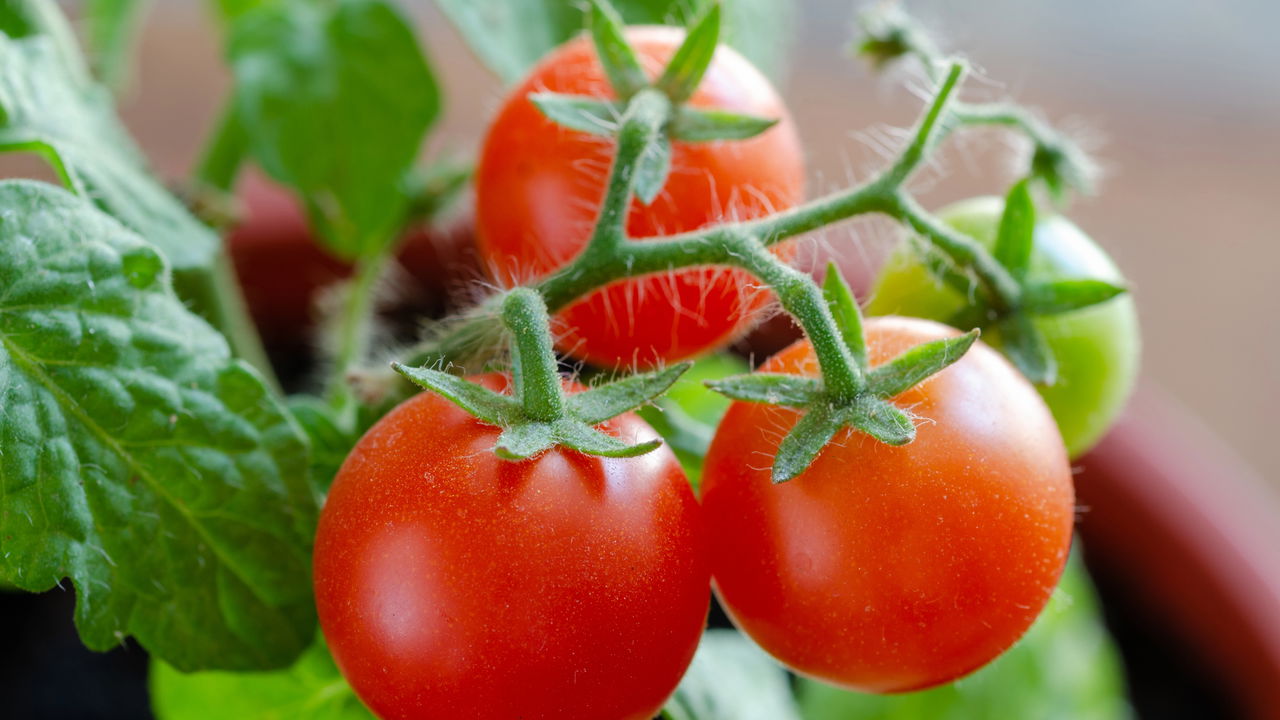 O segredo para tomates perfeitos está neste adubo natural