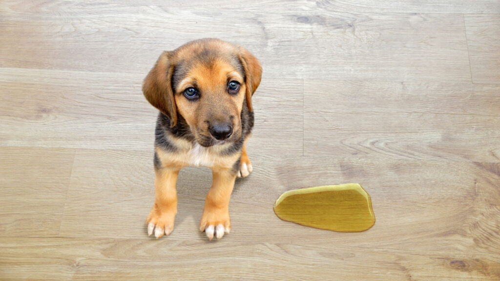 Truque simples elimina cheiro e manchas de urina no piso
