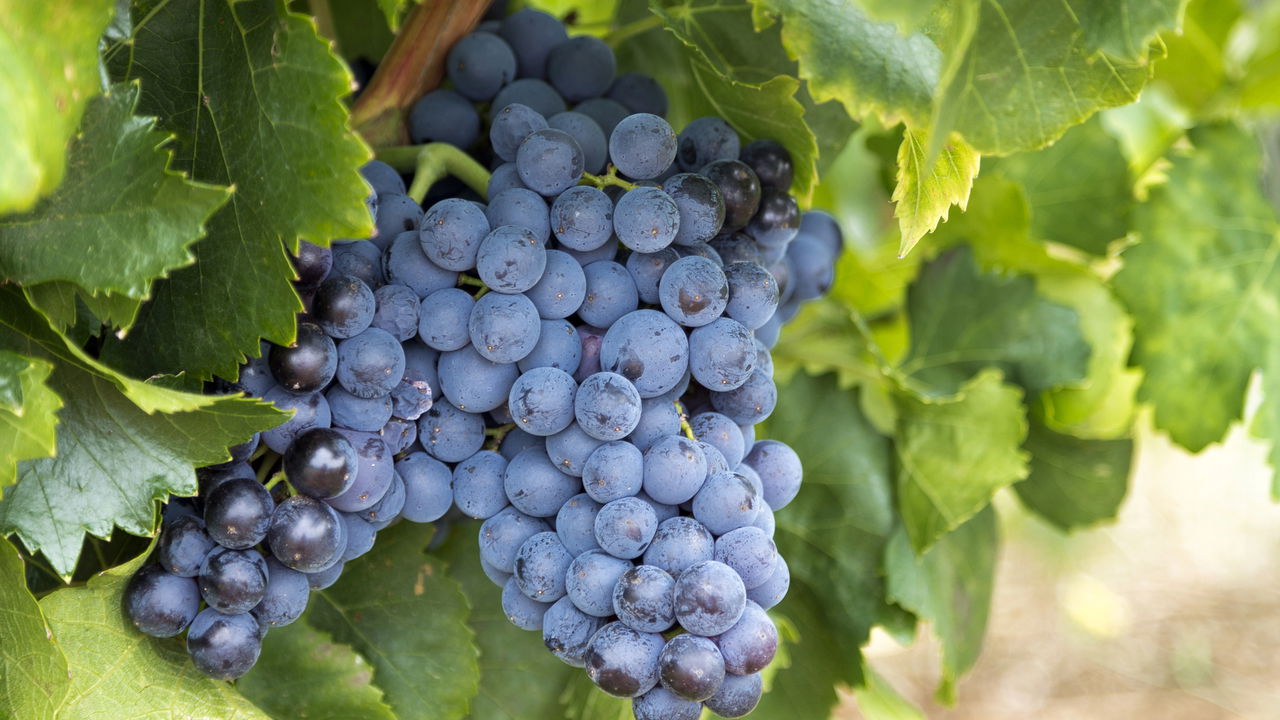 Produção de uvas em casa! O guia completo para um cultivo sustentável