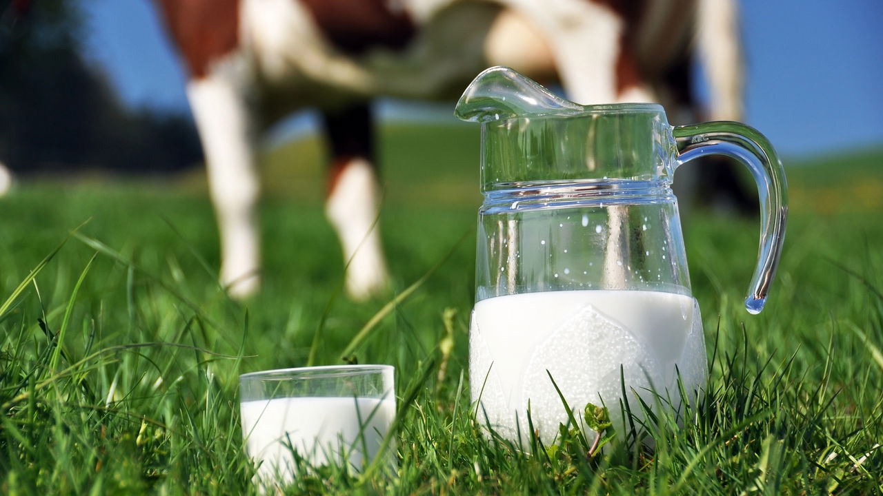 Leite sem vaca? Startup cria whey de forma surpreendente