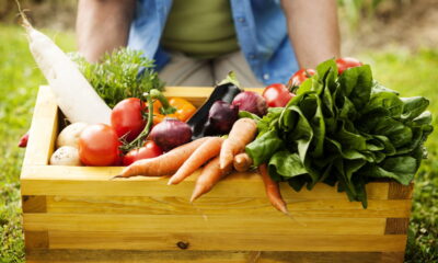 Esse vegetal acalma a mente e faz você dormir melhor