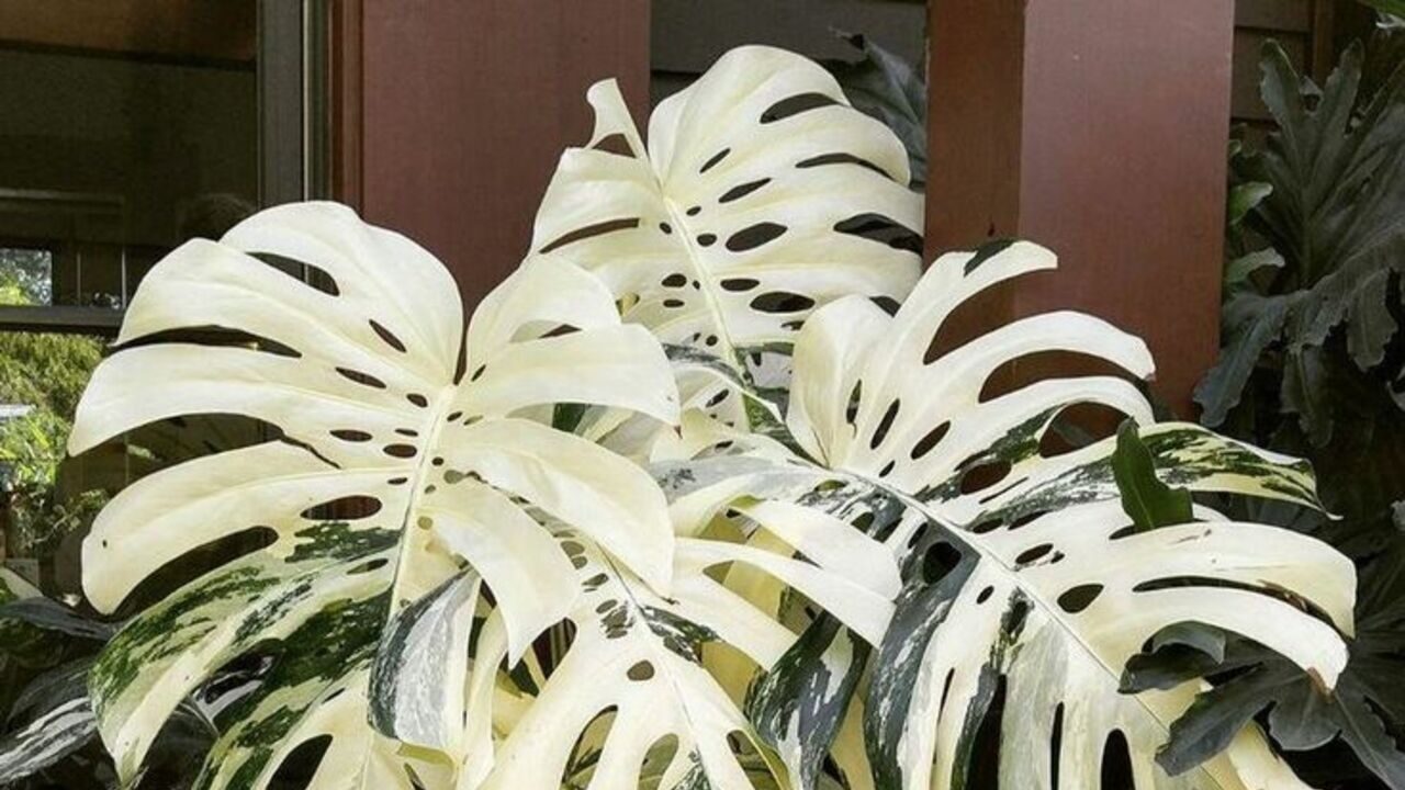 Costela de Adão variegata! A rainha rara do jardim que custa milhares no Brasil!