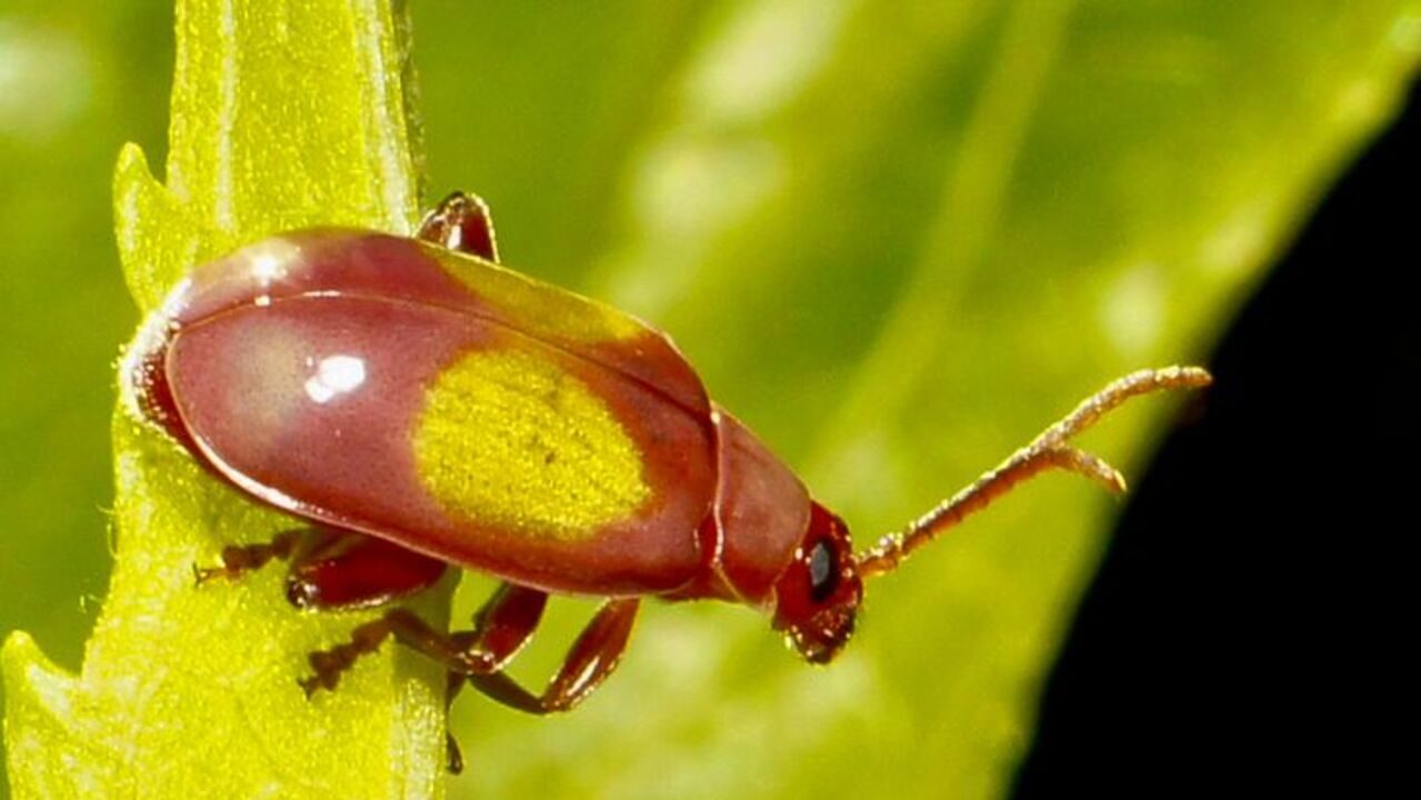 Diga adeus ao besouro plugado com estas estratégias naturais!