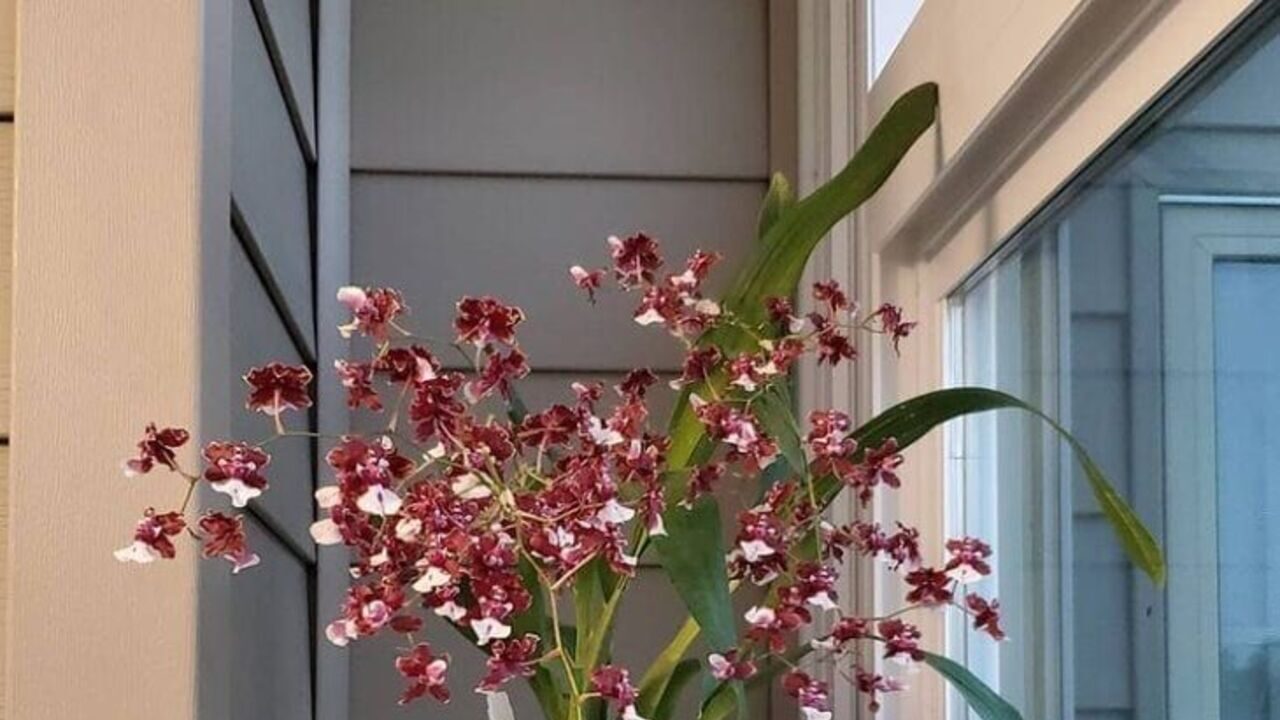 Orquídea chocolate! O perfume irresistível que vai encantar sua casa!