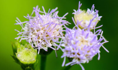 Planta com cheiro forte pode aliviar sinusite naturalmente