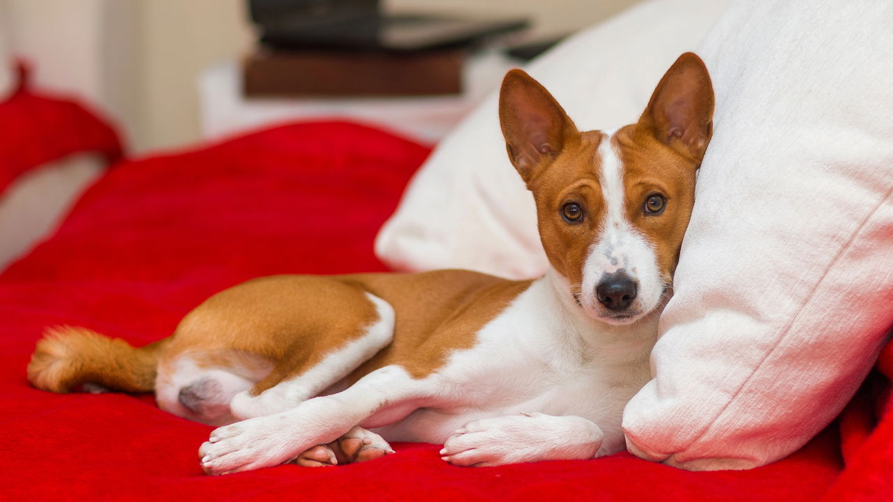 15 raças de cachorro que latem pouco e são ideais para lares tranquilos