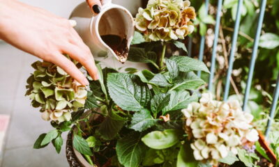 Essa mistura caseira faz suas plantas crescerem 2x mais rápido