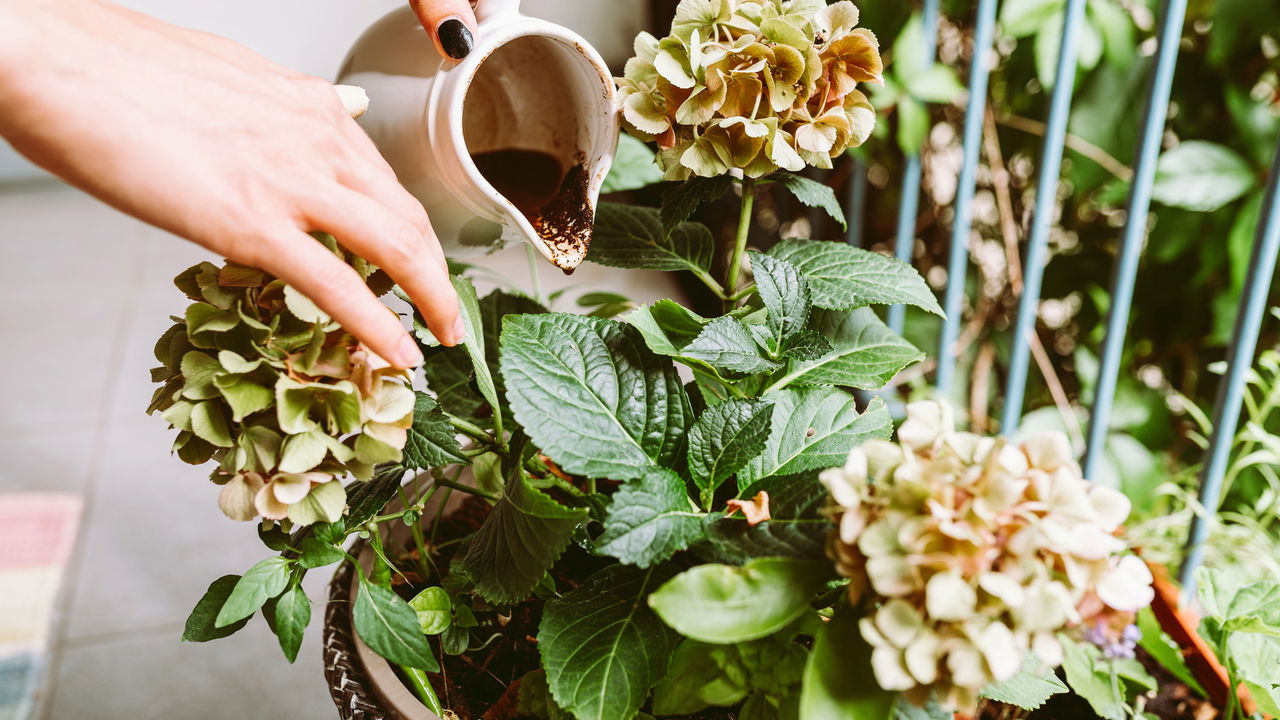 Essa mistura caseira faz suas plantas crescerem 2x mais rápido