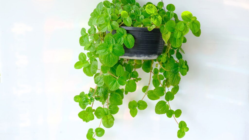 A planta que os orientais usam para atrair fortuna