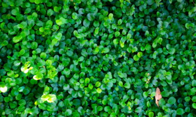 A planta que os orientais usam para atrair fortuna