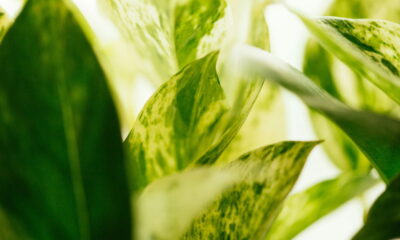 Planta que purifica o ar melhor que purificador está viralizando