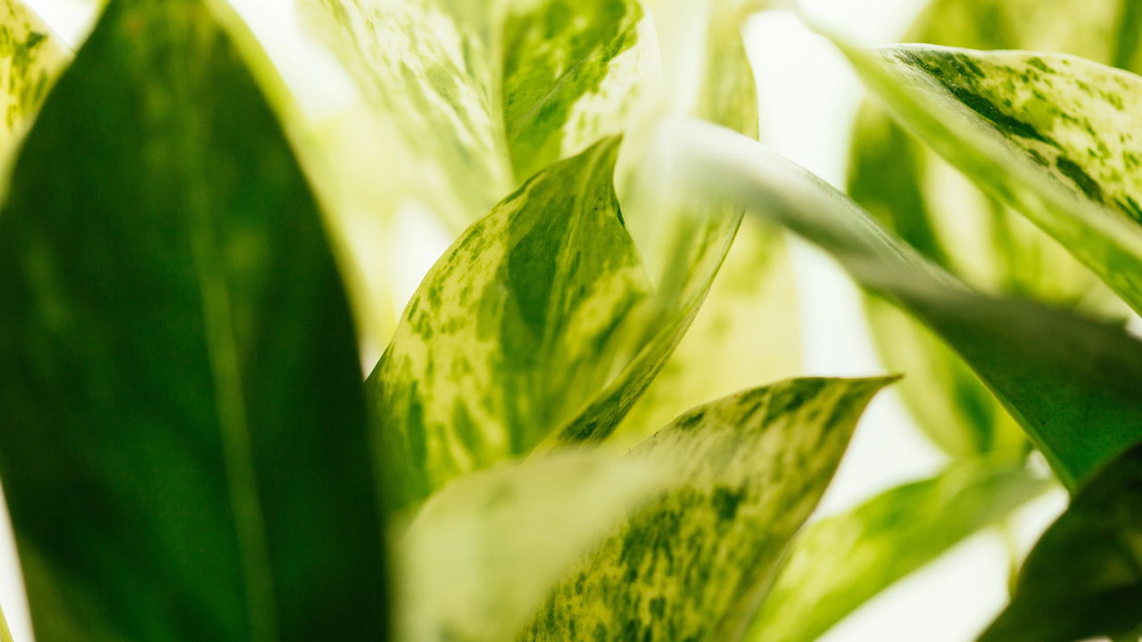 Planta que purifica o ar melhor que purificador está viralizando