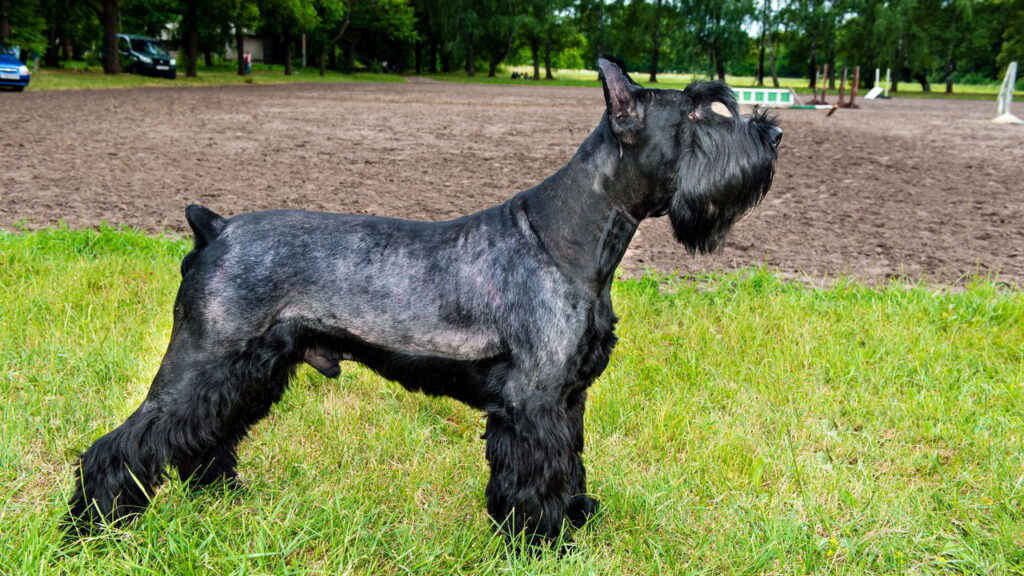 4 raças de cães grandes que soltam pouco pelo em casa