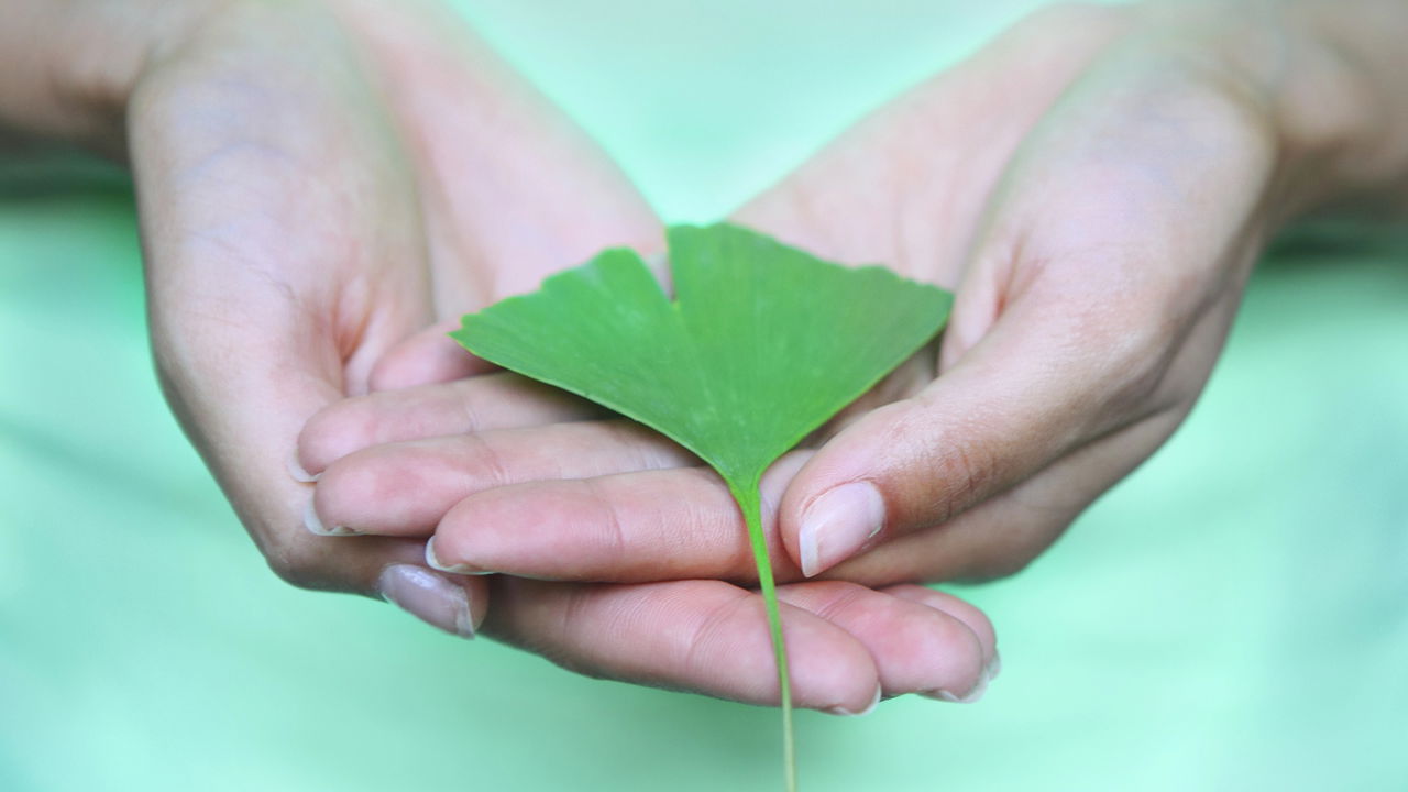Planta pouco usada no Brasil pode turbinar sua memória
