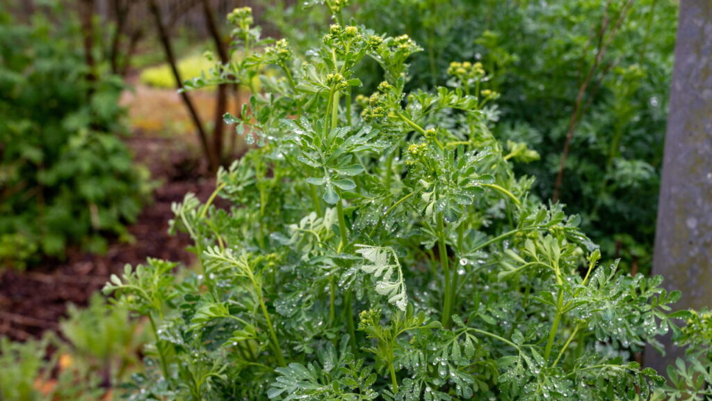 Essa planta afasta escorpiões e ainda vira um chá calmante