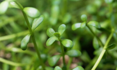 Planta que afasta inveja e ainda deixa a casa cheirosa
