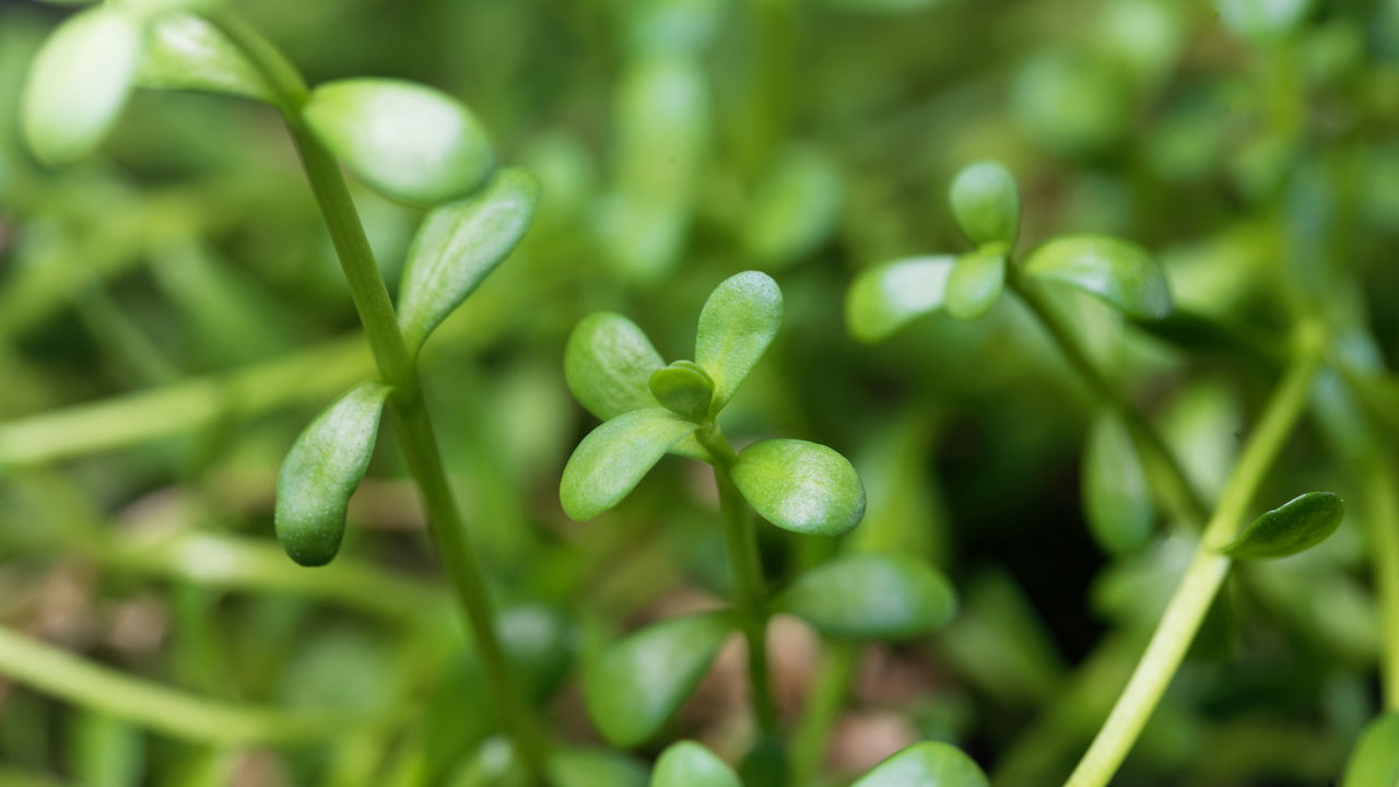 Planta que afasta inveja e ainda deixa a casa cheirosa
