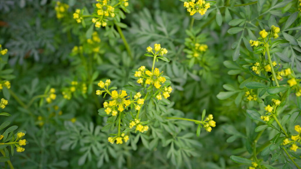 Planta que afasta inveja e ainda deixa a casa cheirosa
