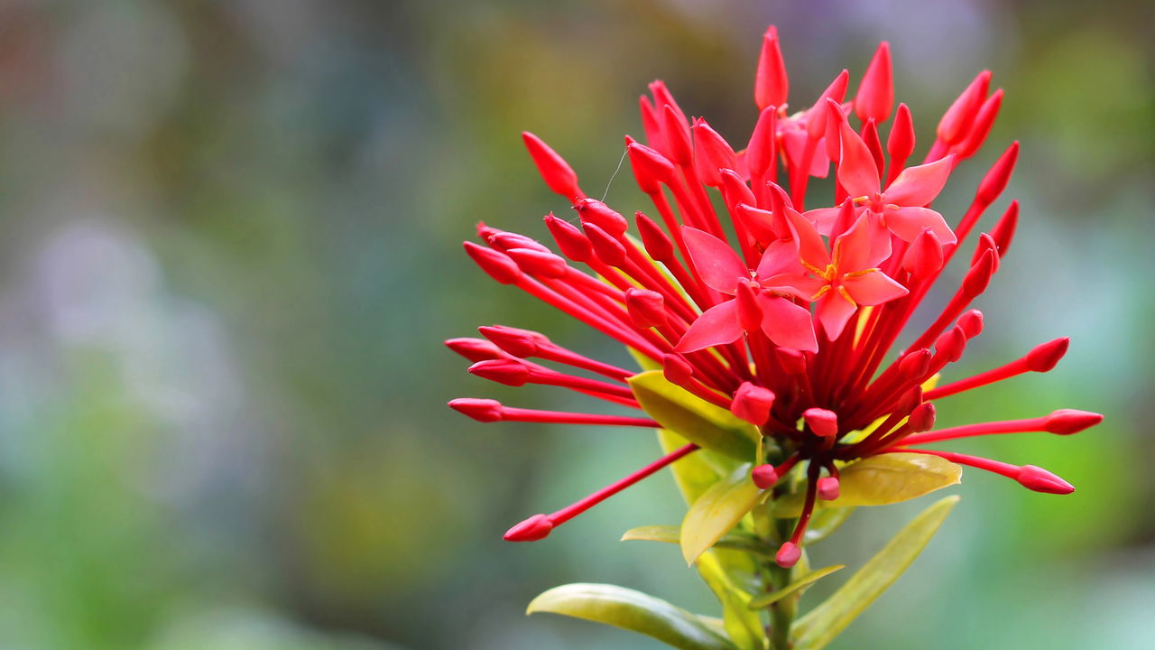 Essa planta virou febre por resistir ao sol e atrair pássaros