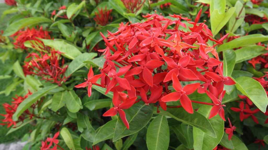 Essa planta virou febre por resistir ao sol e atrair pássaros
