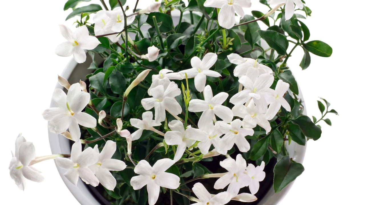 5 plantas que aliviam alergias e ainda decoram a casa