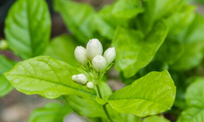 Coloque essa planta no quarto e durma melhor hoje mesmo