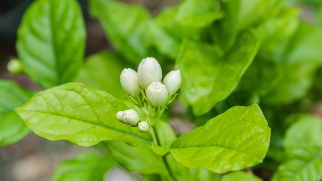 Coloque essa planta no quarto e durma melhor hoje mesmo