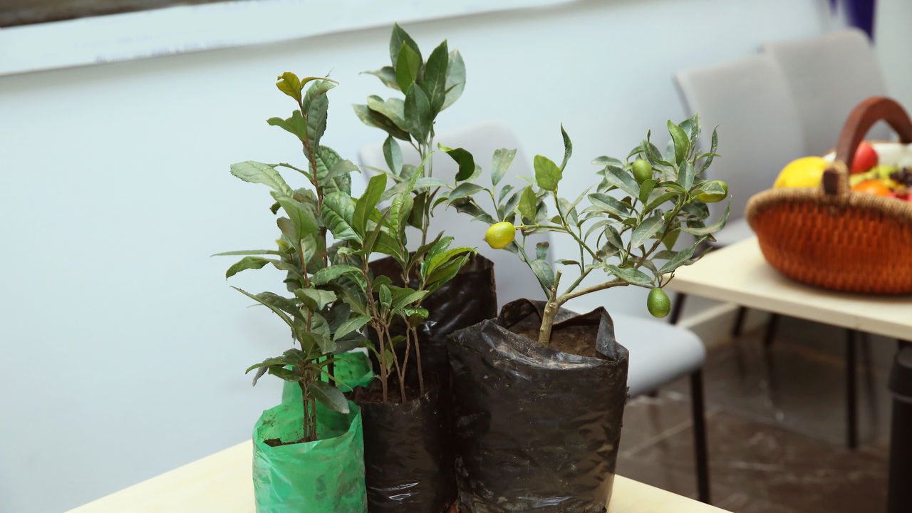 Árvore frutífera que cresce em vaso vira mania em apartamentos