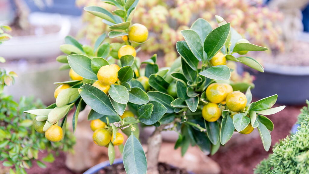 Árvore frutífera que cresce em vaso vira mania em apartamentos
