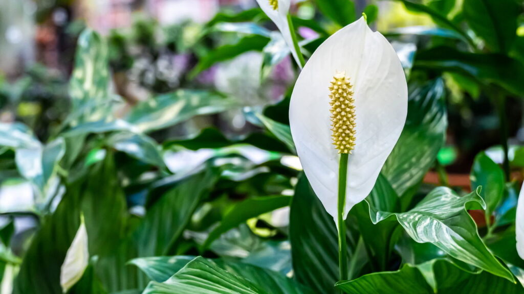 Plantas resistentes para ambientes internos

