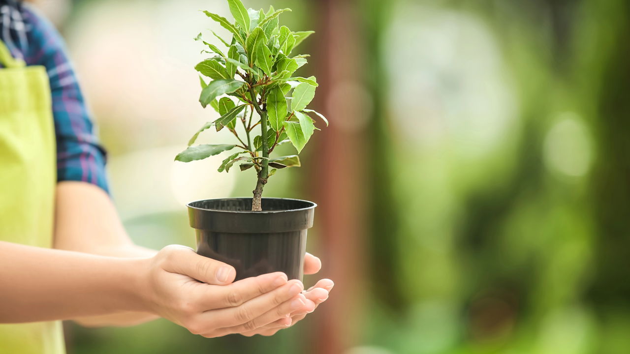 A planta aromática que ajuda a afastar baratas da cozinha