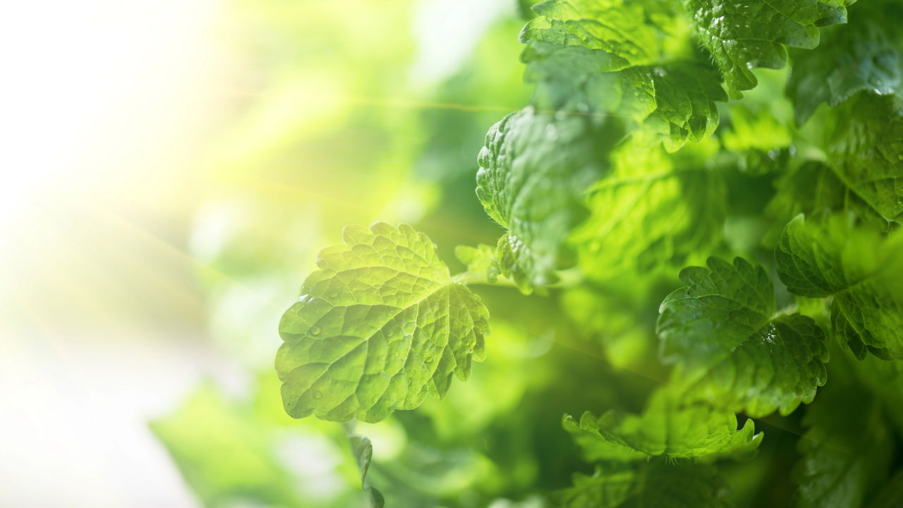 A planta que combate ansiedade e ainda perfuma a casa