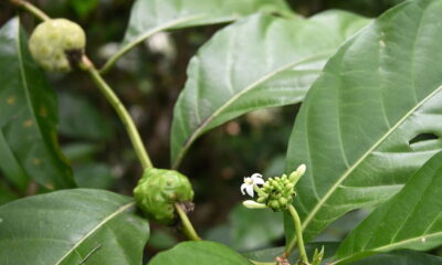 Essa árvore dá fruto com efeito forte e é proibida em vários lugares