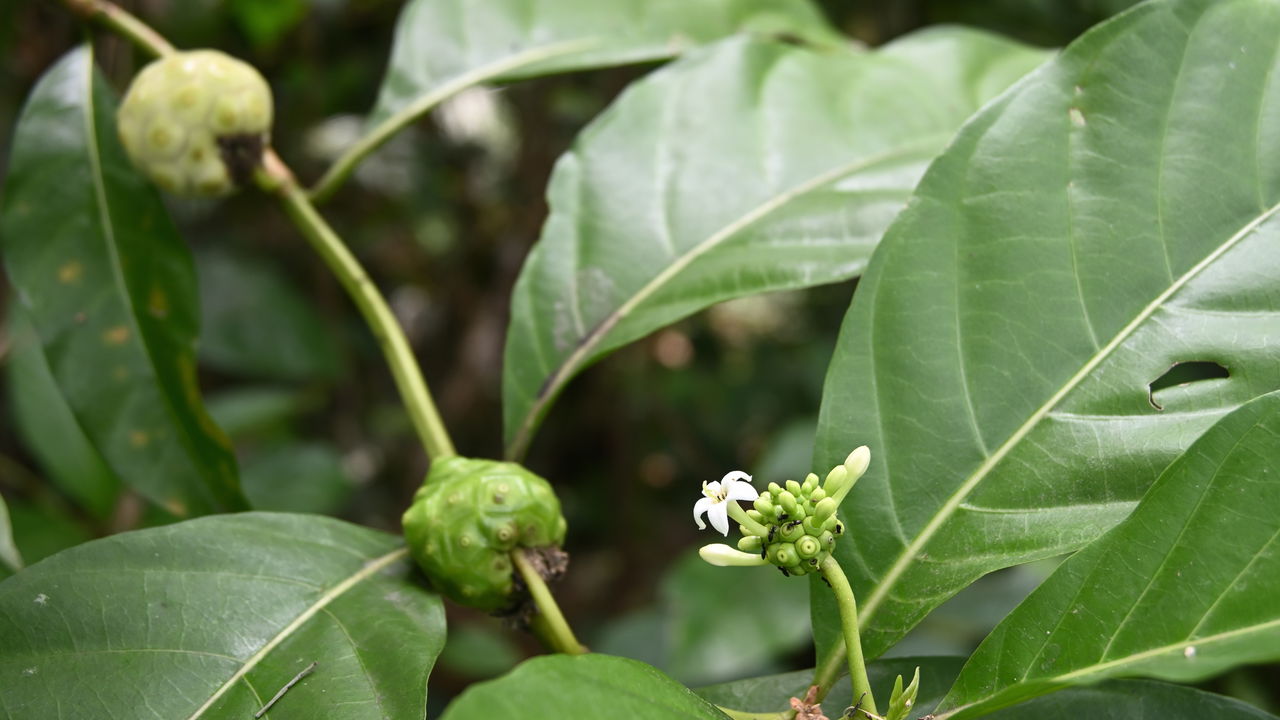 Essa árvore dá fruto com efeito forte e é proibida em vários lugares