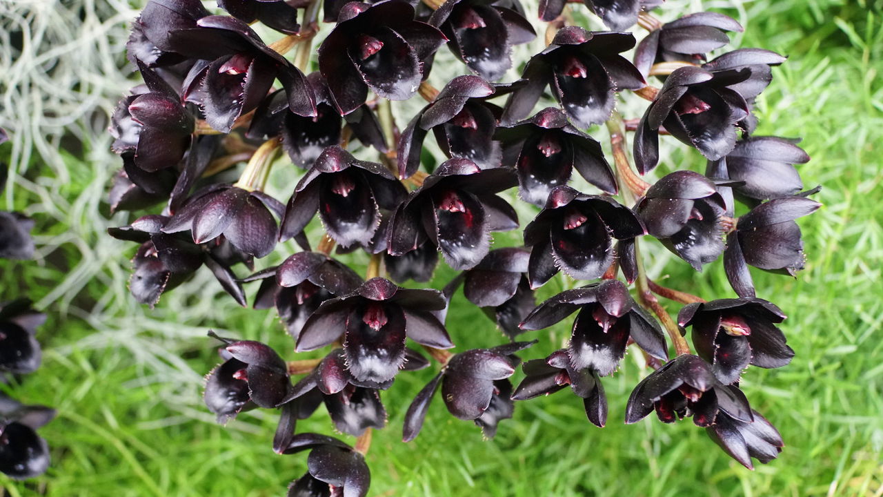 Orquídeas raras! As joias botânicas que você precisa conhecer e proteger!