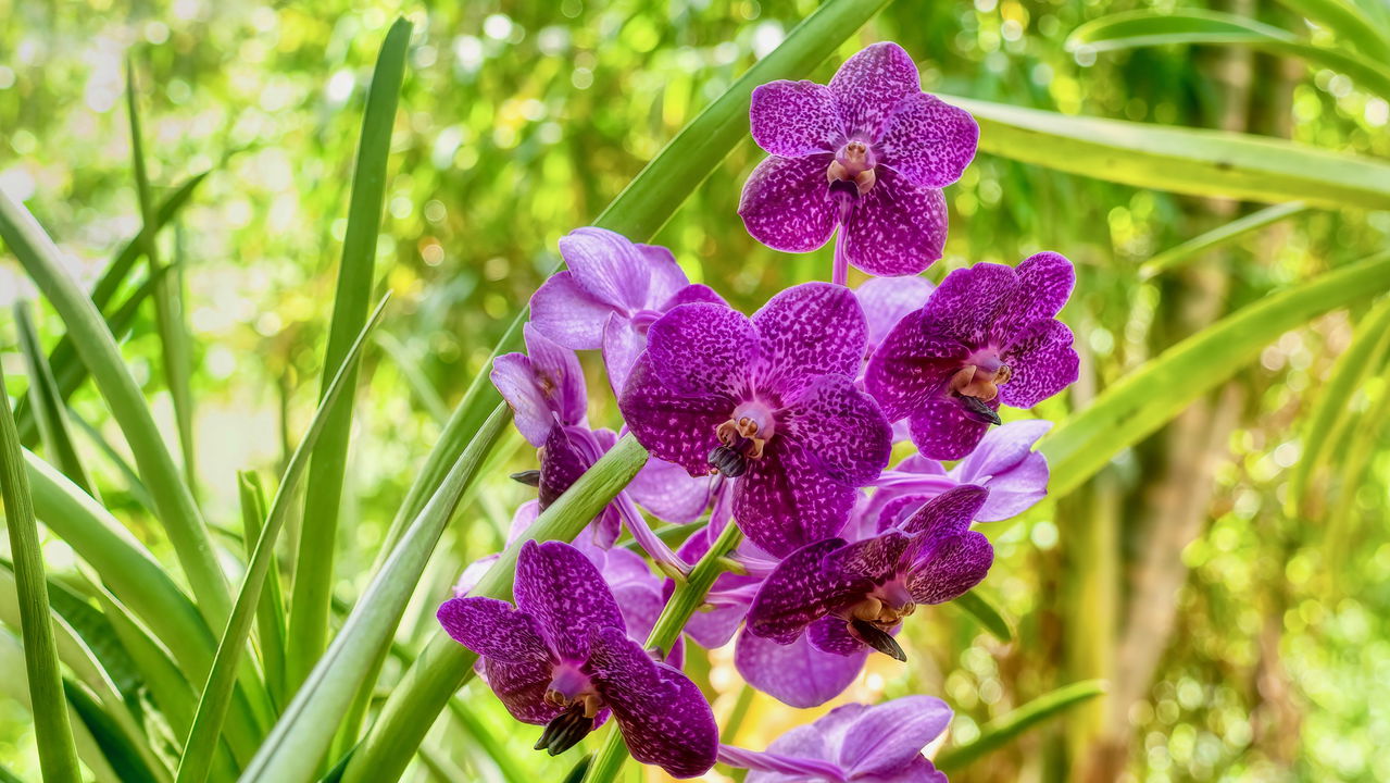 Aprenda os segredos dos botânicos para ter orquídeas exuberante o ano todo