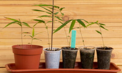 Essa planta milagrosa pode crescer até 7 metros em uma semana