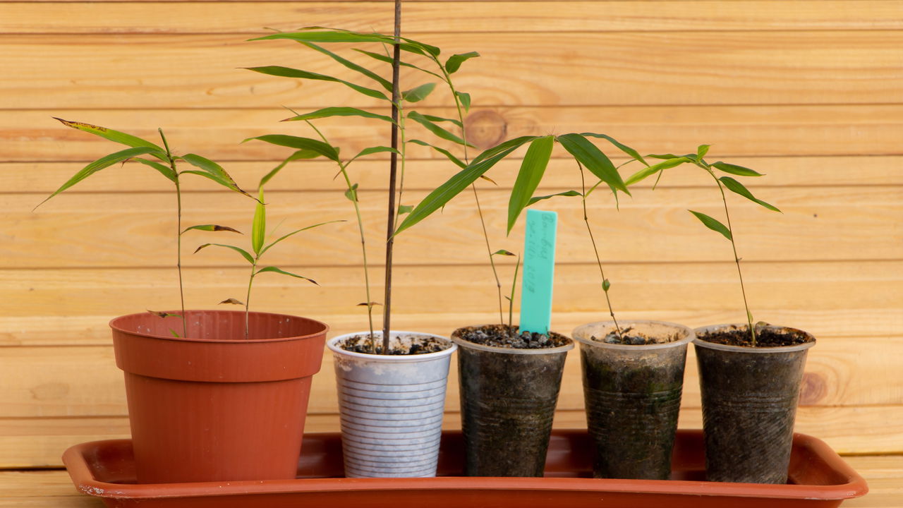 Essa planta milagrosa pode crescer até 7 metros em uma semana