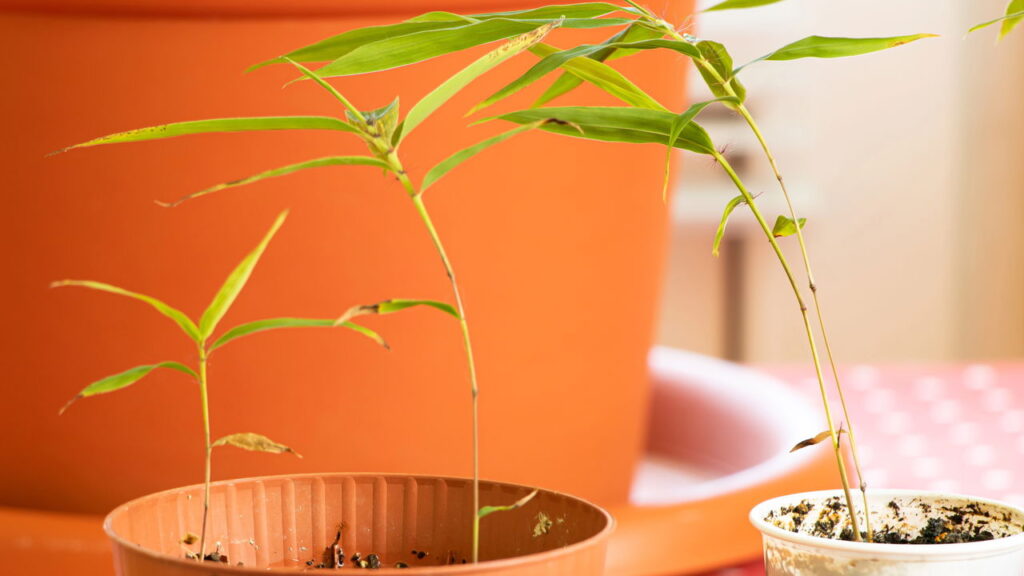 Essa planta milagrosa pode crescer até 7 metros em uma semana