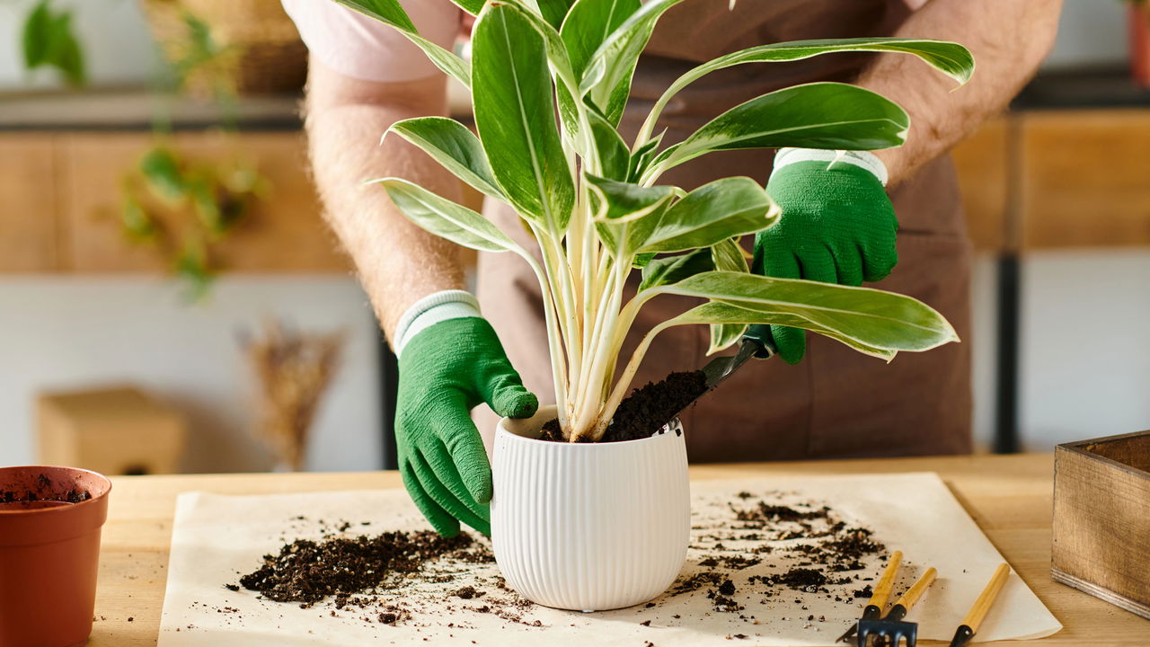 As melhores plantas para quem quer saúde e praticidade