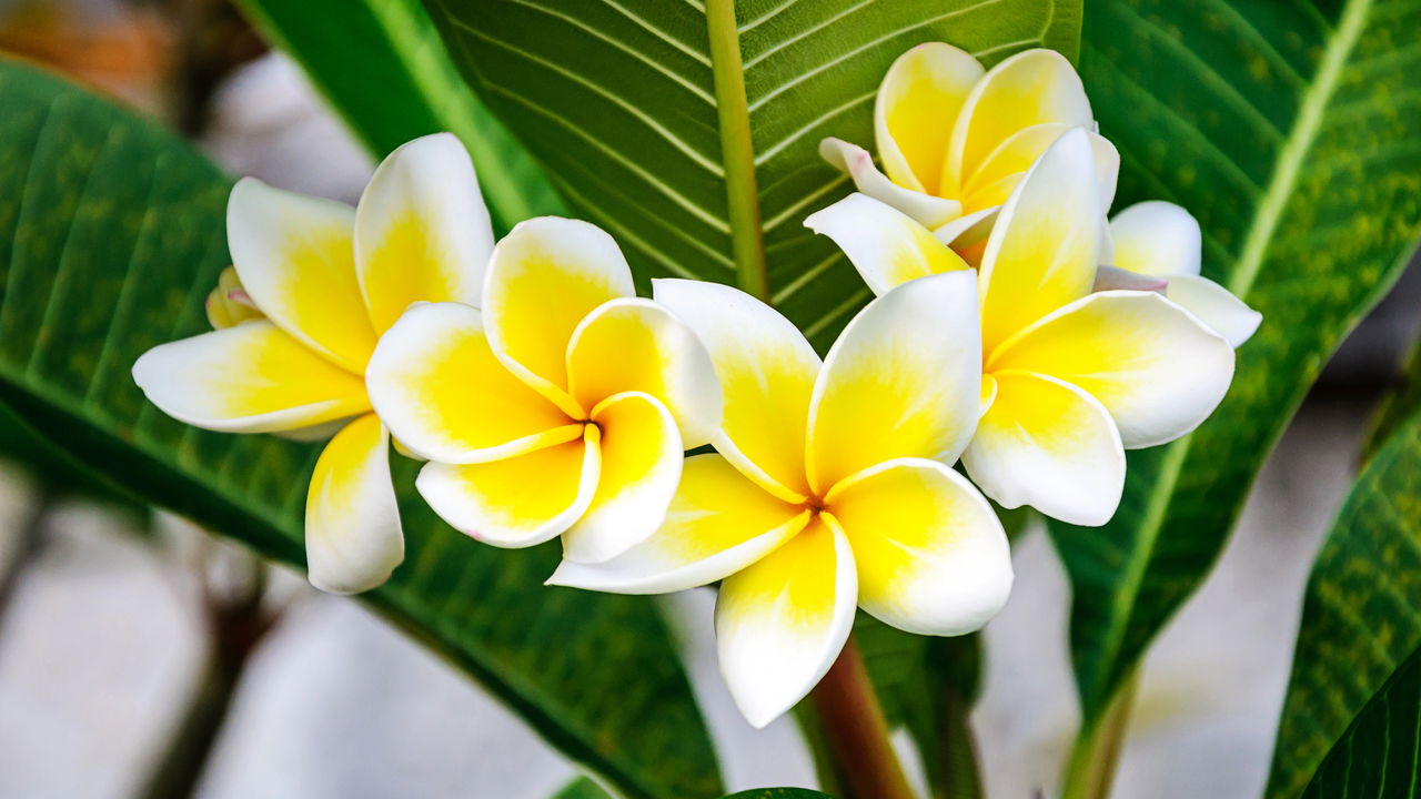 Jasmim manga é tóxico? Saiba como proteger crianças e pets